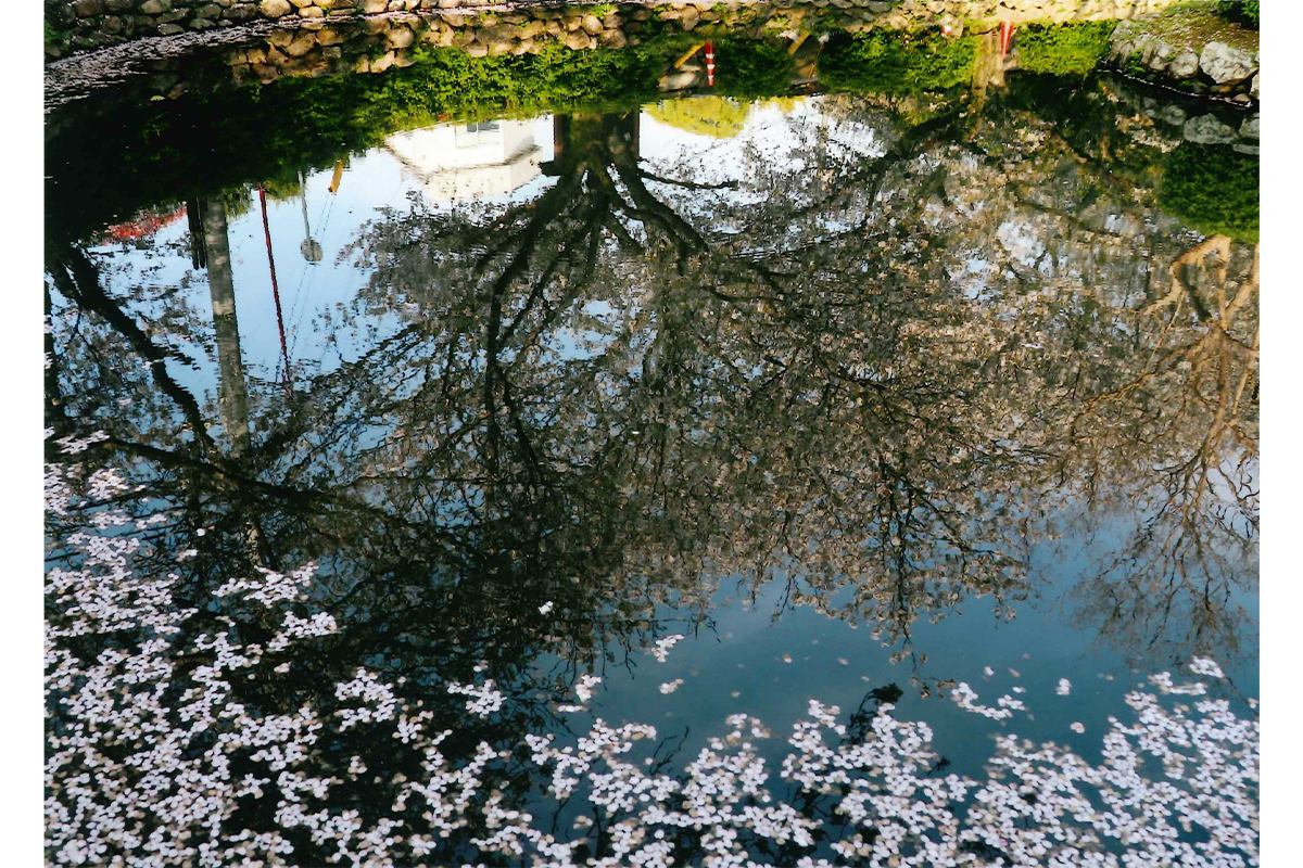 水面に写る桜