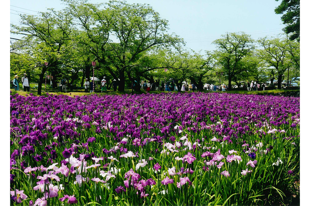 満開の紫の花